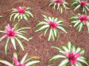 Bromeliads 006