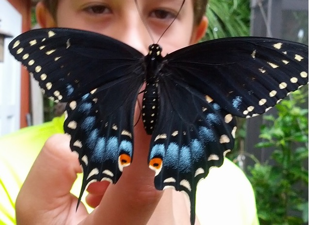 Eastern black swallowtail cropped