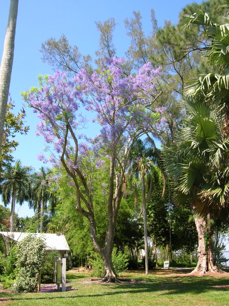 jacaranda tree