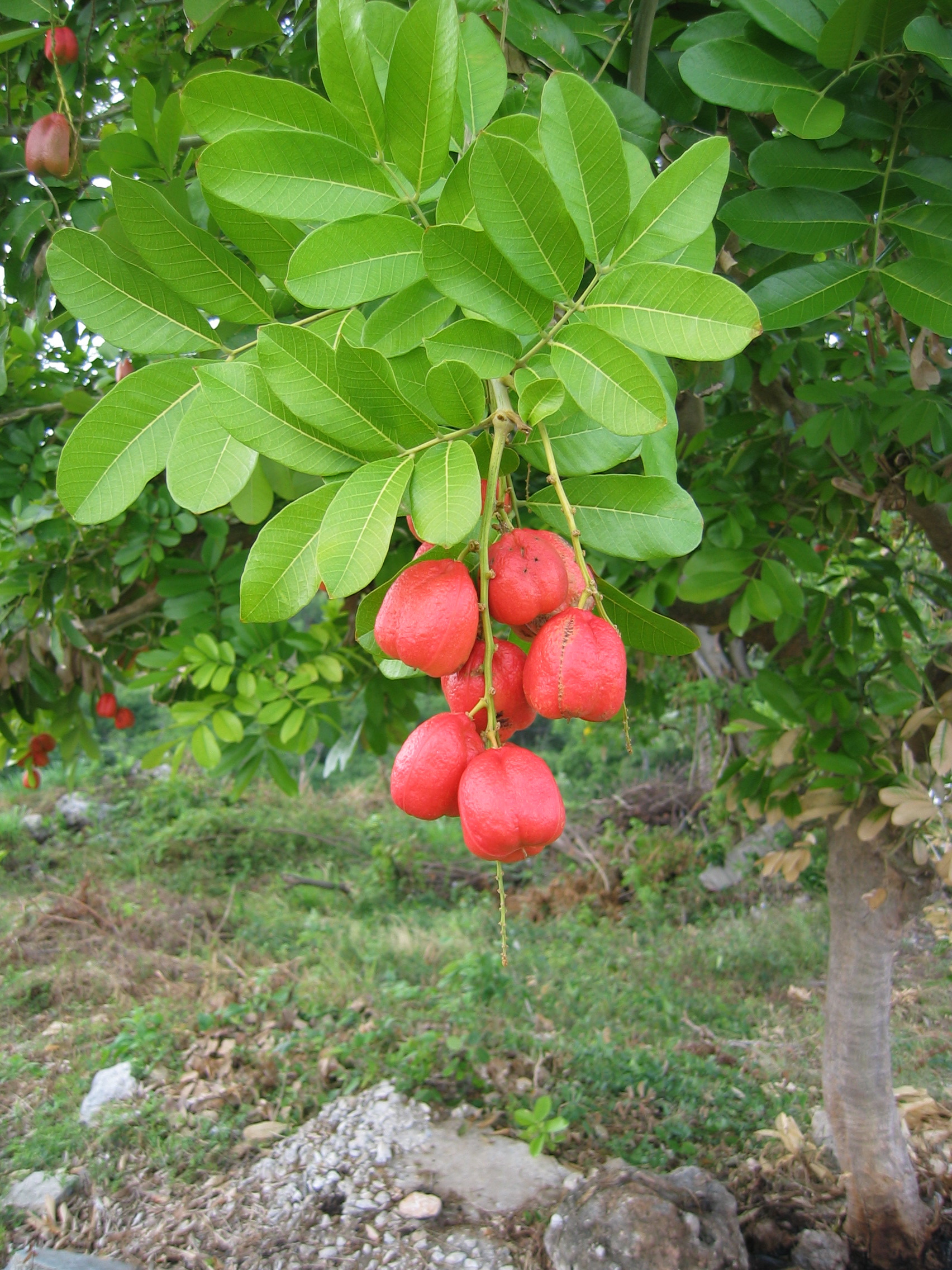 ackee fruit