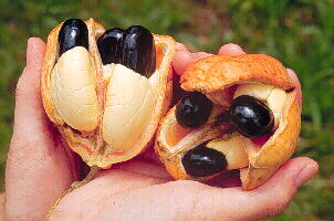 ackee hands