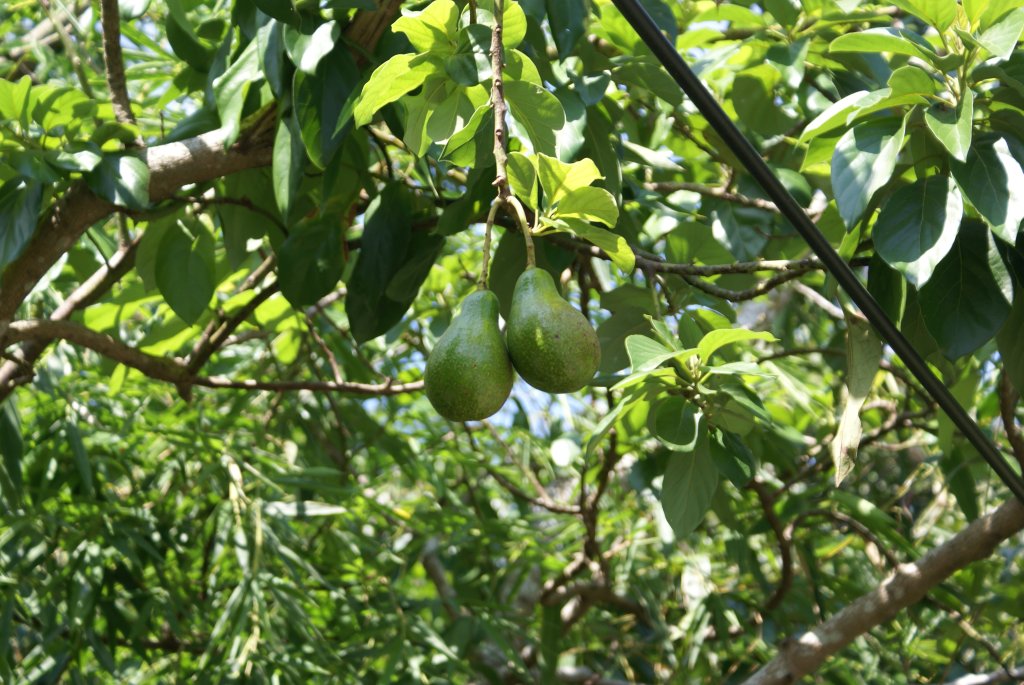 Avocado Tree