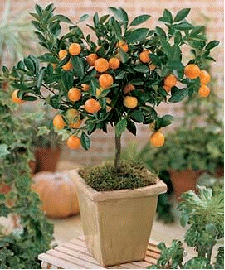 calamondin tree