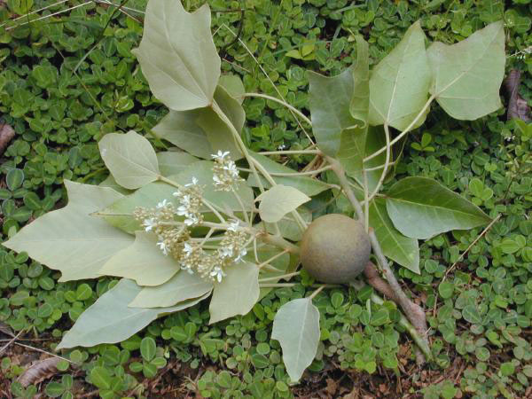 Candlenut Tree