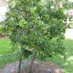 Citrus