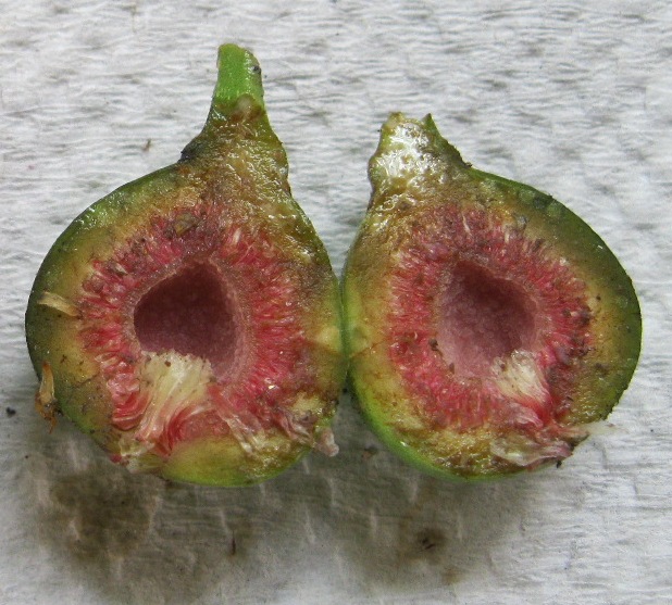 journalist Udholde Uegnet Have you seen the flower of a ficus tree? - Edison and Ford Winter Estates