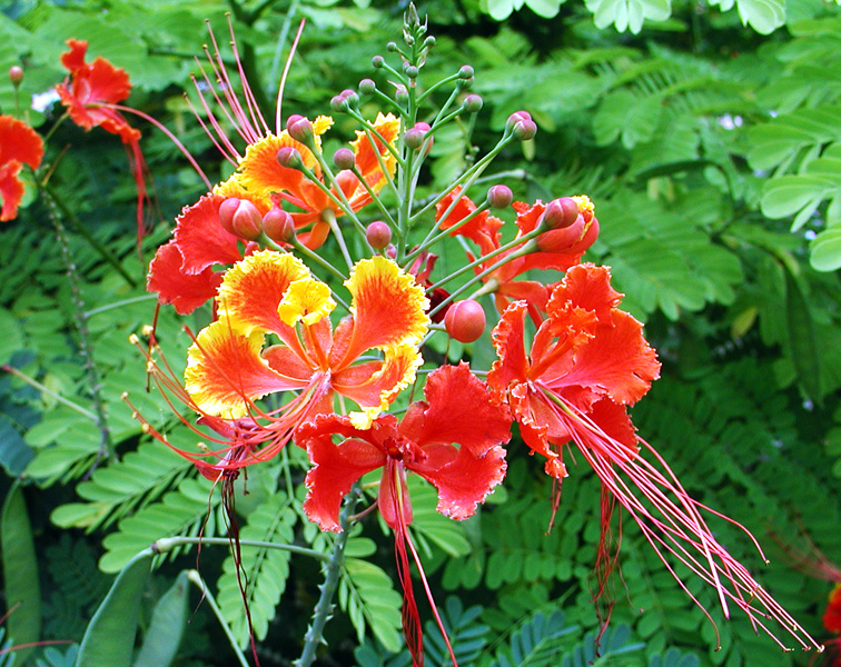 dwarf poinciana