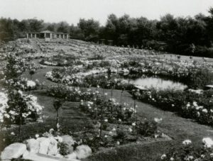 Clara Ford's extensive rose garden at Fair Lane, the year-round residence of the Ford family in Dearborn, Michigan.