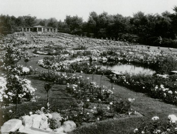 Rose garden at Fair Lane, the Fords' Michigan estate.