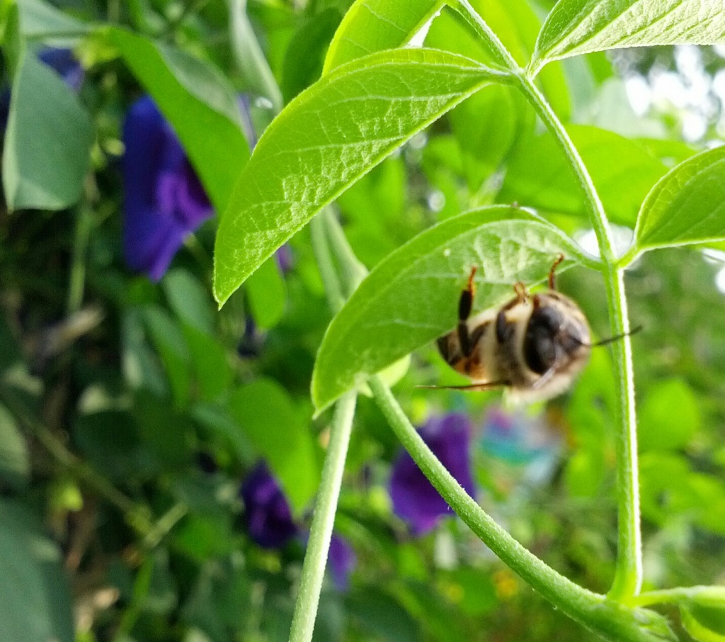 garden bee on blue pea vine