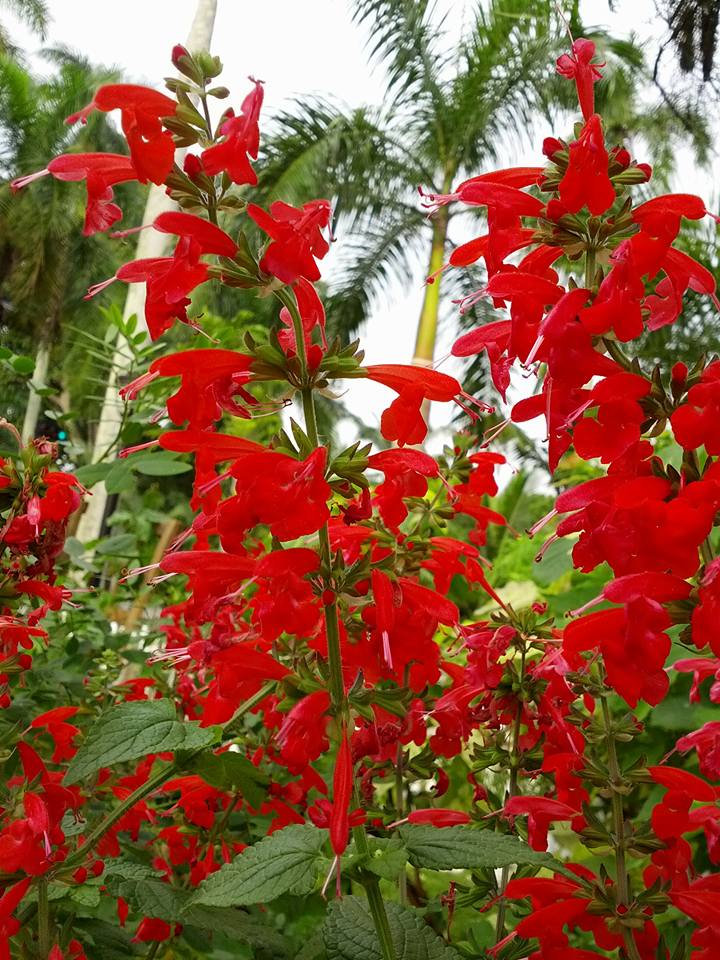 garden tropical sage