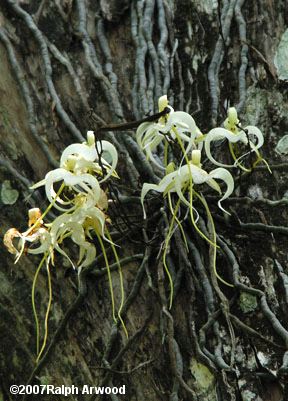 Ghost Orchid