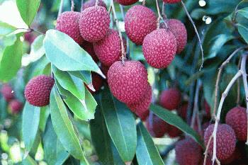lychee fruit