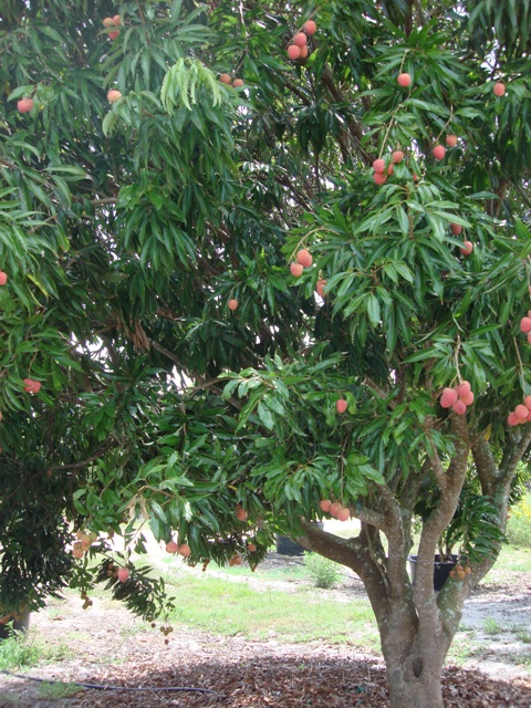 Planting and Caring Tips for Lychee Tree - Edison and Ford Winter Estates