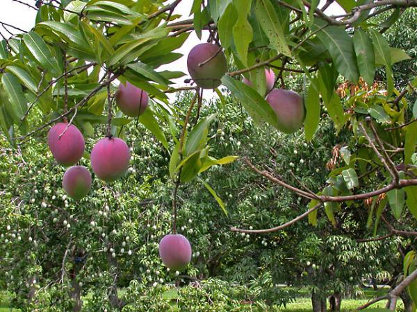 MANGO - Tropical fruit Florida