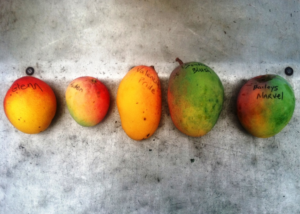 Mango Varieties - Types of Mangoes