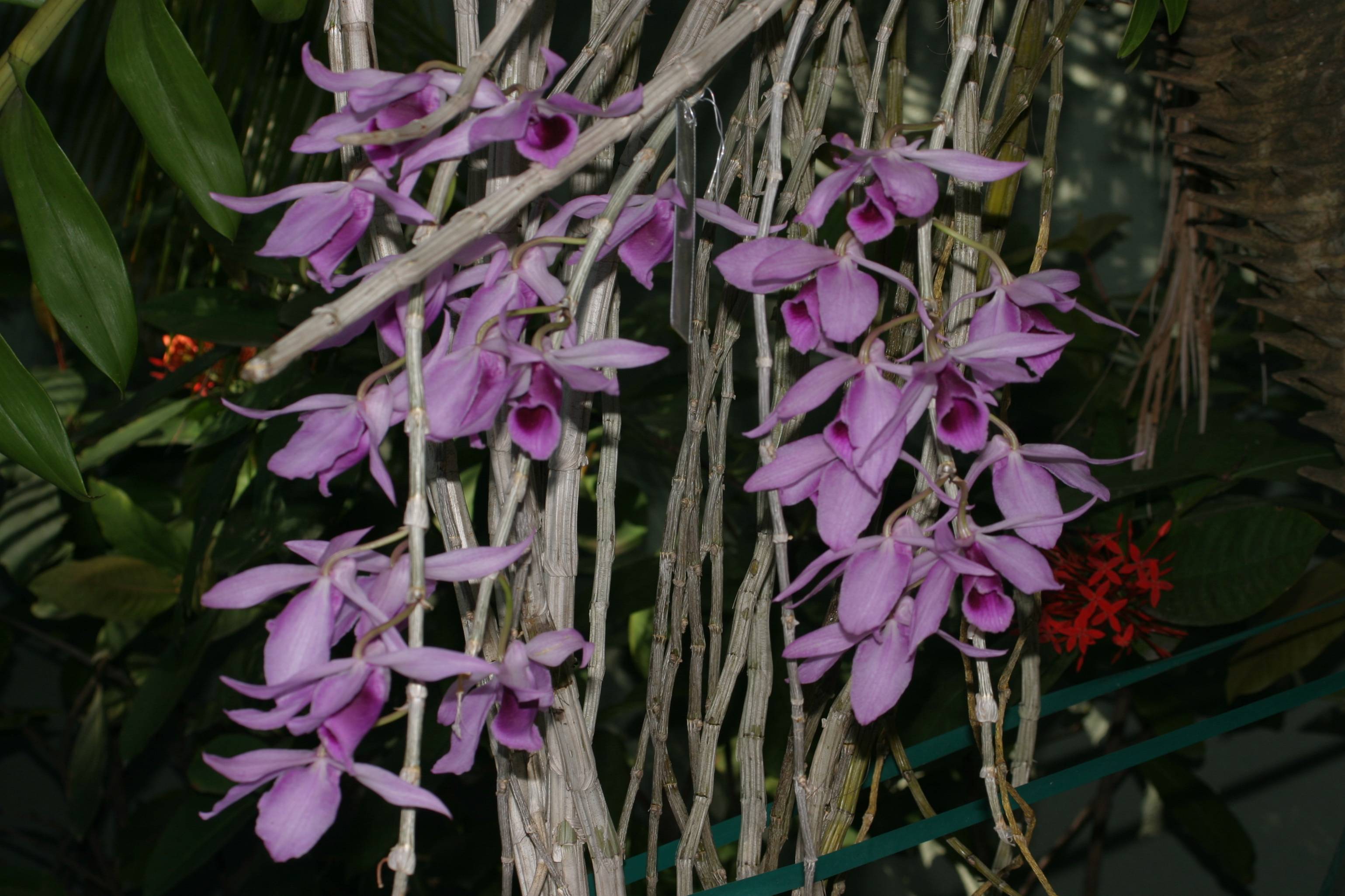 Dendrobium