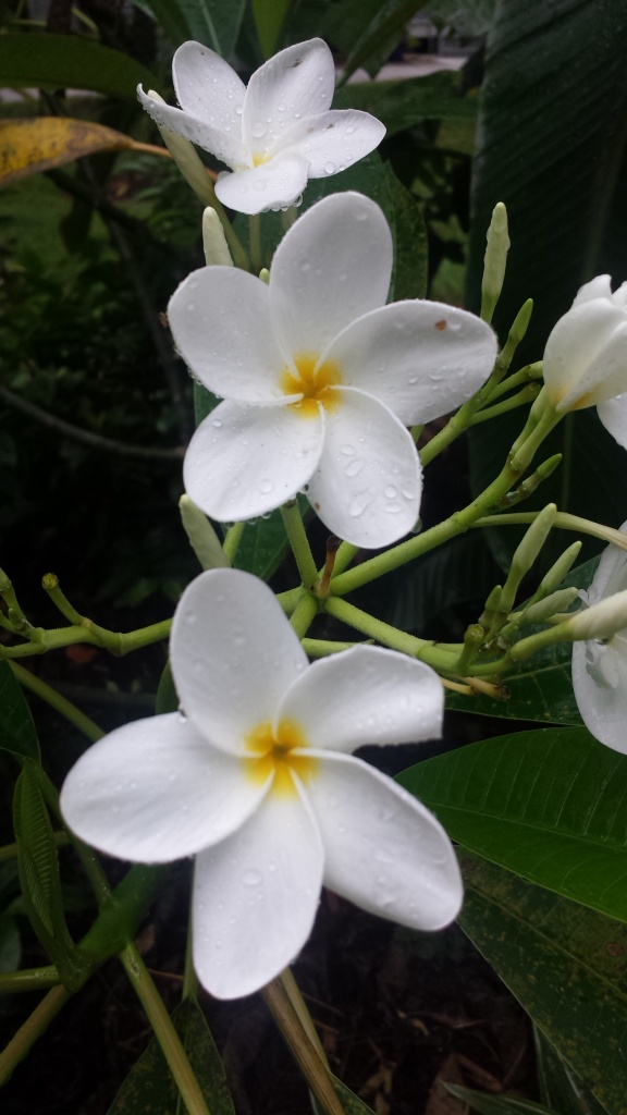 plumeria white