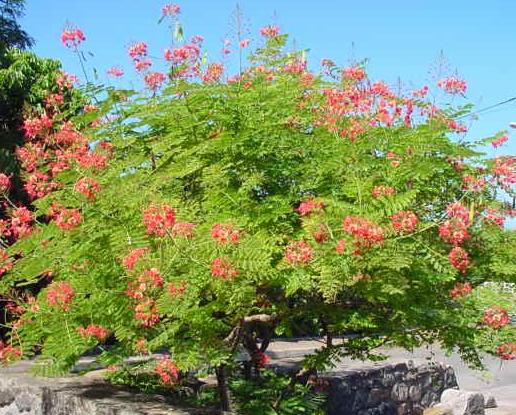 Dwarf Poinciana Tree Shrub Bush