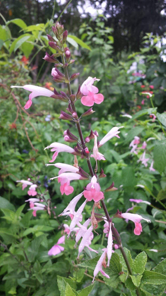 salvia