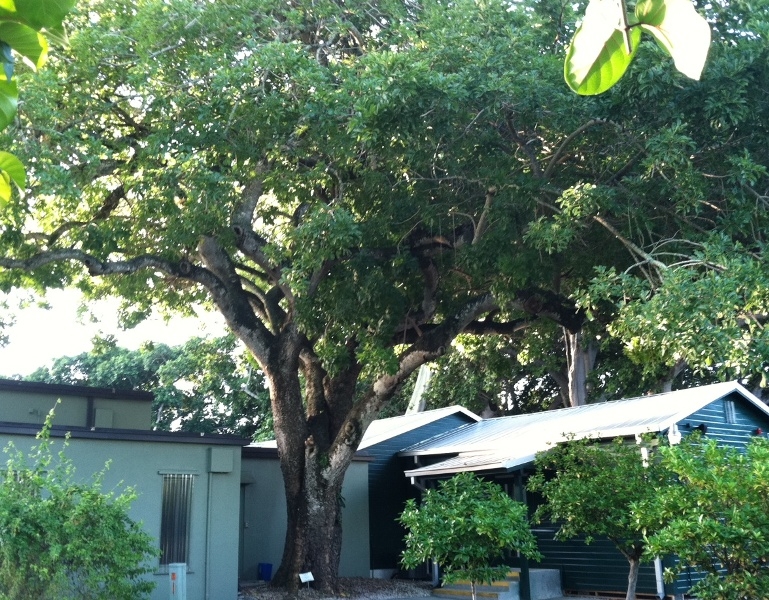sausage tree