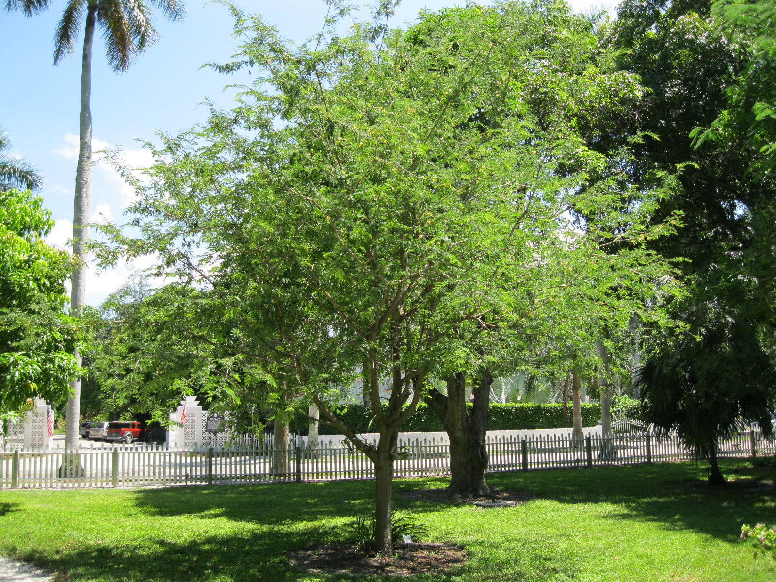 Name That Plant Win That Plant Xii Answer Tamarind Edison And Ford Winter Estates