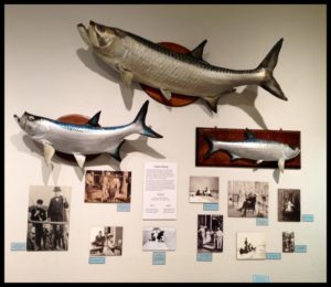 tarpon exhibit sept 2014