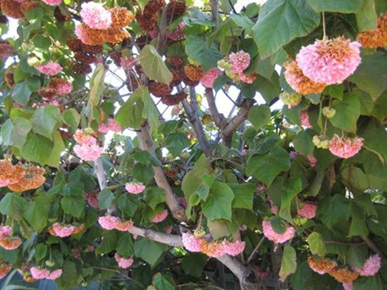 tropical hydrangea pink ball dombeya wallichii