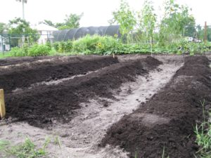 victory garden 015