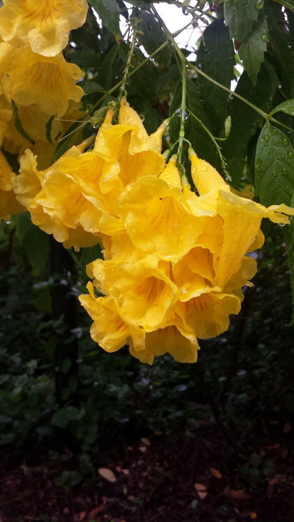 yellow elder