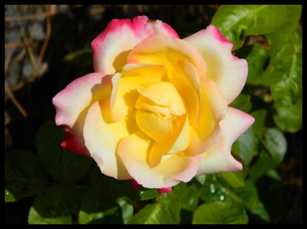 yellow pink rose