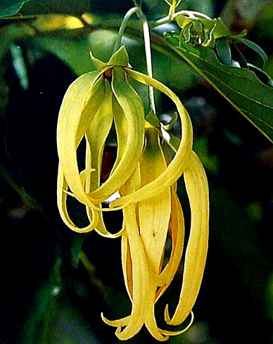 ylang ylang