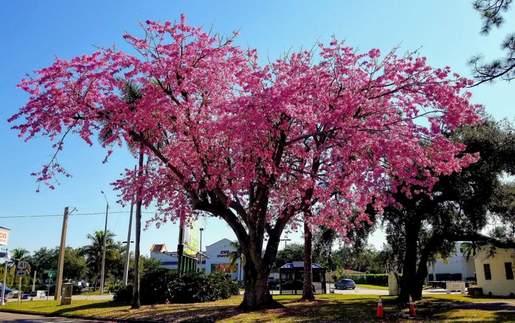 Pink in the Trees Must Be Fall in Southwest Florida! Edison and Ford
