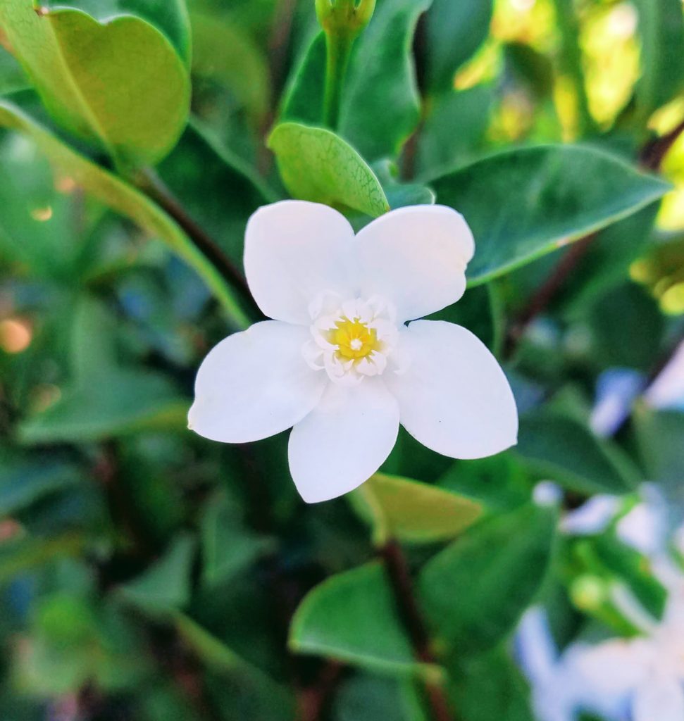 Plant Spotlight Asian Snow Edison and Ford Winter Estates