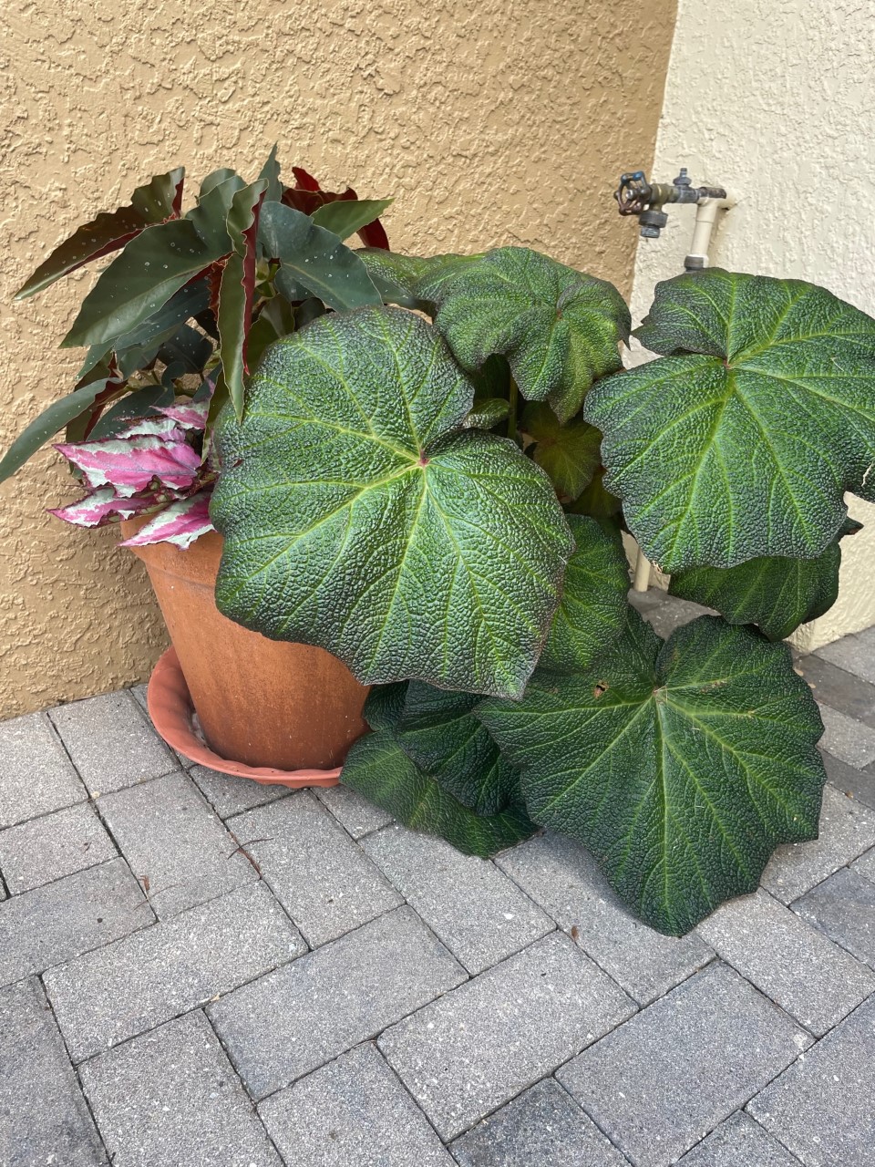Begonia