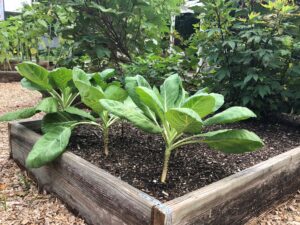 Vegetables